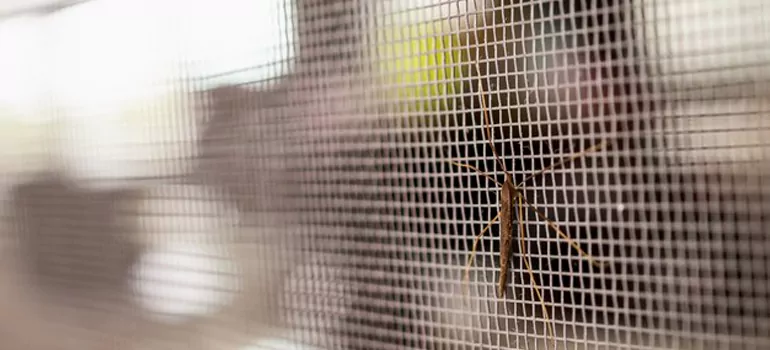 Repair Mosquito Mesh For Windows in Naples, FL
